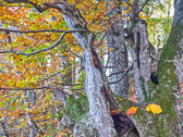 Autumn in Croatia