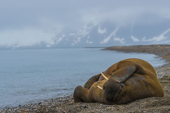 Svalbard - Spitzbergen